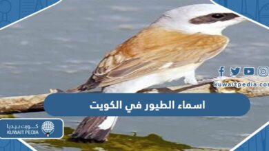 اسماء الطيور في الكويت
