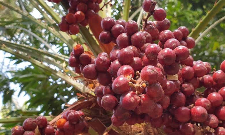 تجربتي مع الدوم وما هي فوائده