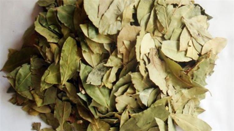 تجربتي مع السدر