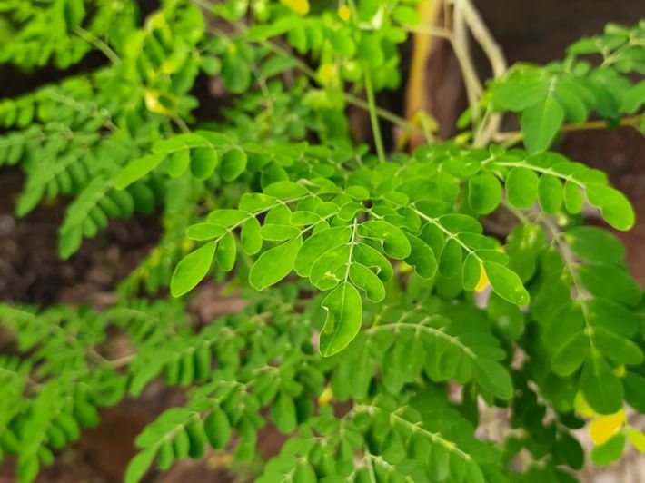 تجربتي مع المورينجا للتخسيس أفضل وقت لشرب شاي المورينجا