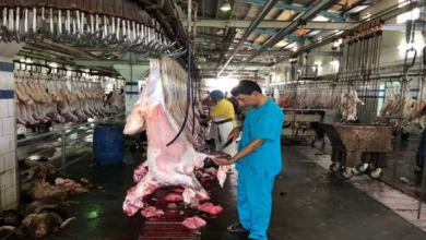 طريقة حجز موعد في مسلخ الظهر في الكويت 2023