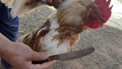 تفسير حلم ذبح الدجاج في المنام لابن سيرين