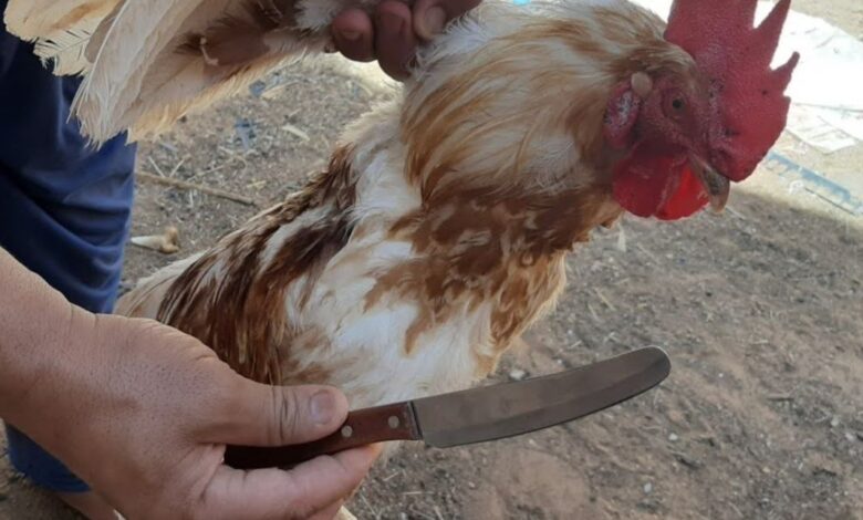 تفسير حلم ذبح الدجاج في المنام لابن سيرين
