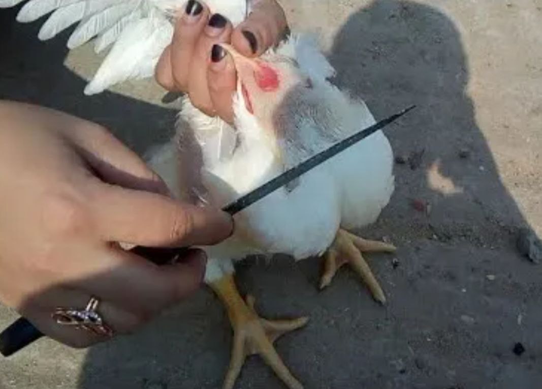 تفسير حلم ذبح الدجاج في المنام لابن سيرين