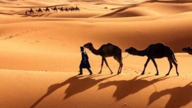 الازهري وش يرجع وأصلها