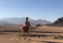 عائلة السواط وش يرجع اصلهم