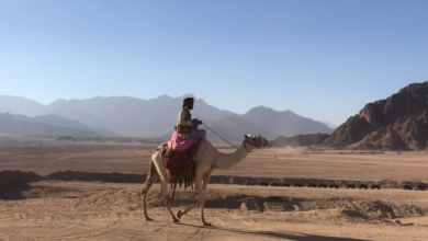 عائلة السواط وش يرجع اصلهم