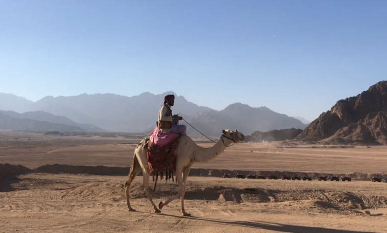 عائلة السواط وش يرجع اصلهم