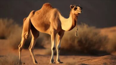 اصل اليوبي وش يرجع