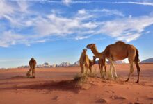 بني غانم وش يرجعون ومن اى قبيلة ال غانم
