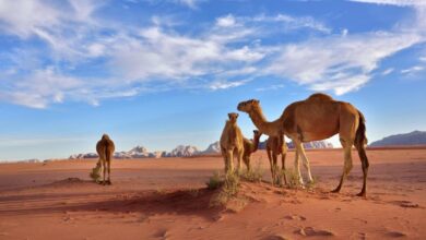 بني غانم وش يرجعون ومن اى قبيلة ال غانم